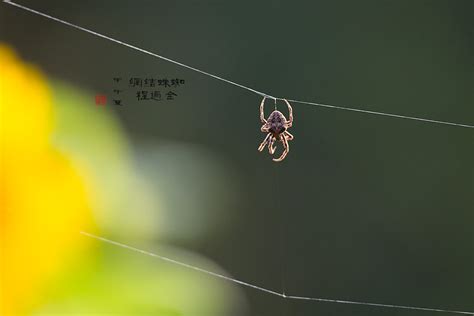 蜘蛛結網 如何看羅盤